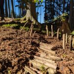 Natürlicher Waldbodenpfad mit kleinen Zweigen im Wald