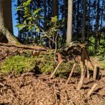 Miniatur Waldszene mit Zweigen und Bäumen im Wald