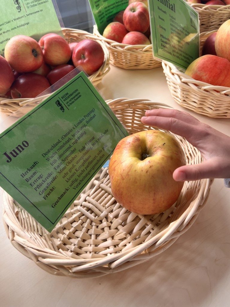 Person hält Apfel in einem Korb fest