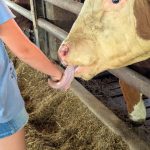 Bauernhof Rind