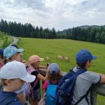Haus zur Wildnis Pferde