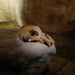 Haus zur Wildnis Steinzeithöhle