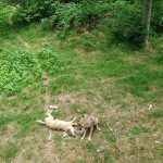 Haus zur Wildnis Wölfe