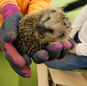 Igel in Händen