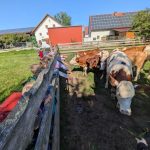 Kinder und Kühe 2